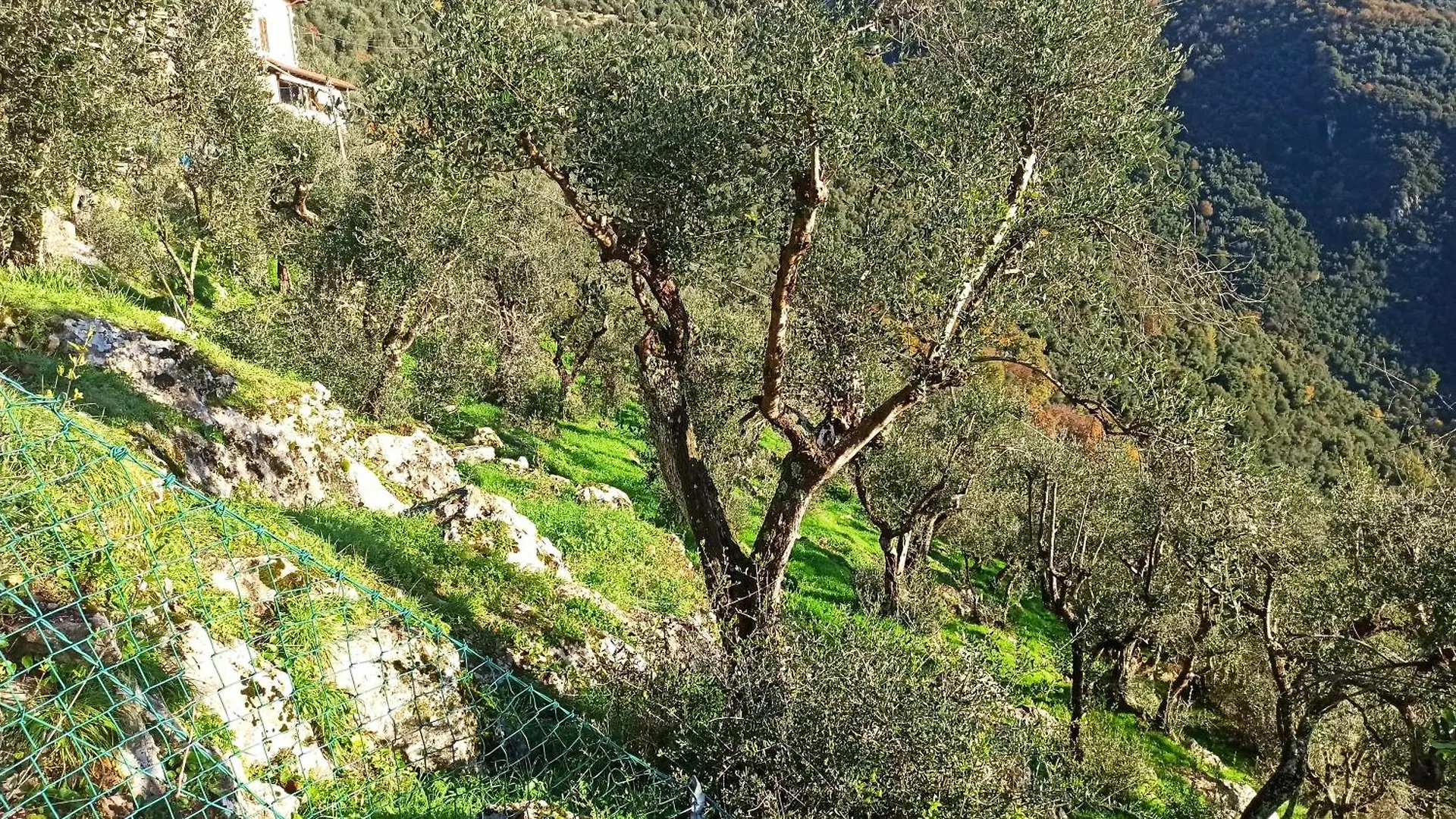 Casa Berti - Urlaub Im Olivenhain Camaiore Ιταλία